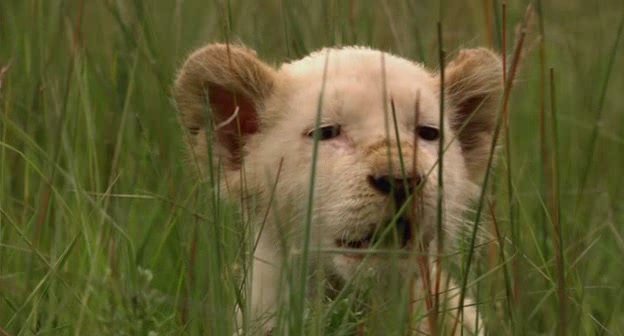 Watch White Lion 4Shared