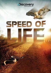 Speed of Life