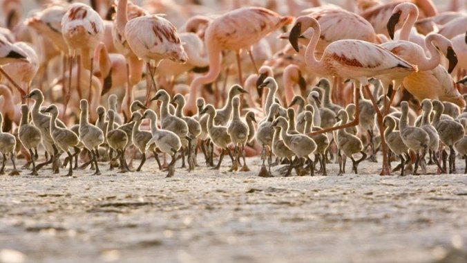 The Crimson Wing: Mystery of the Flamingos