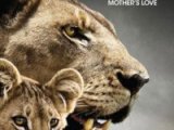 The Last Lions: Trailer