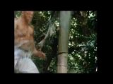 J.C.V.D - Kickboxer [1989] - Trailer 2 (HQ)