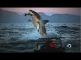 Shark Week 2012 on Discovery*