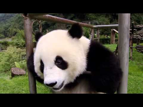 Sneezing Baby Panda - The Movie - Official Trailer on Quickflix