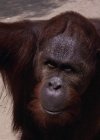 Manis the Orangutan