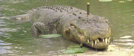 Crocodile Dundee 40317
