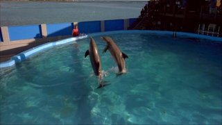 Dolphins 206299