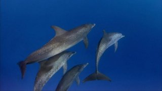 Dolphins 206305