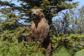 Grizzly Man 410868