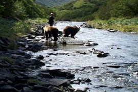 Grizzly Man 410863