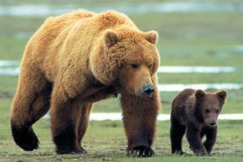 Grizzly Man 410870