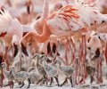 The Crimson Wing: Mystery of the Flamingos