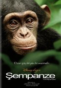 Chimpanzee 227822