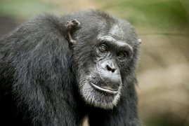 Chimpanzee 120725