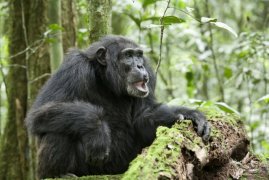 Chimpanzee 120729