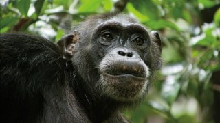 Chimpanzee 120732