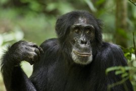Chimpanzee 120731