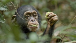 Chimpanzee 120734