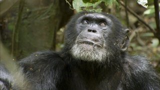 Chimpanzee 120735