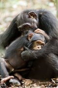 Chimpanzee 120740