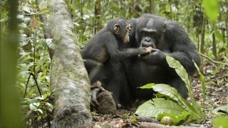 Chimpanzee 120741