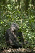 Chimpanzee 120743