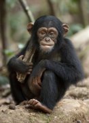 Chimpanzee 120746