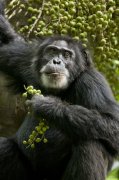 Chimpanzee 120747