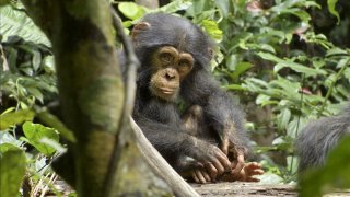 Chimpanzee 120744