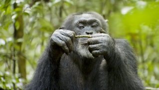 Chimpanzee 120745