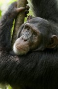 Chimpanzee 120750