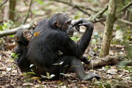 Chimpanzee 120755