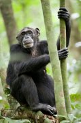 Chimpanzee 120762