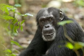 Chimpanzee 120759