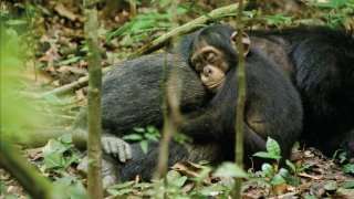 Chimpanzee 120760