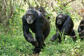 Chimpanzee 120763