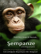 Chimpanzee 222767