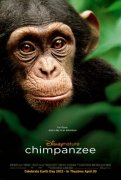 Chimpanzee 91030