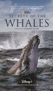 Secrets of the Whales 983932