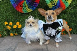Beverly Hills Chihuahua 3: Viva La Fiesta! 390237