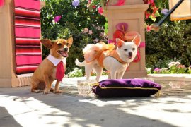 Beverly Hills Chihuahua 3: Viva La Fiesta! 390249