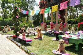 Beverly Hills Chihuahua 3: Viva La Fiesta! 390246
