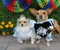 Beverly Hills Chihuahua 3: Viva La Fiesta!