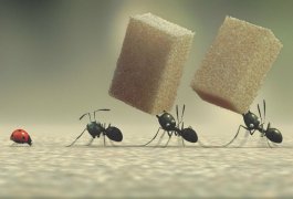 Minuscule - La vallée des fourmis perdues 312083