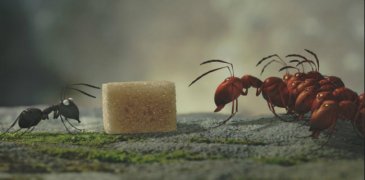 Minuscule - La vallée des fourmis perdues 312101