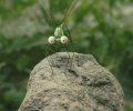 Minuscule - La vallée des fourmis perdues