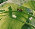 Minuscule - La vallée des fourmis perdues