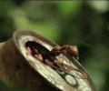 Minuscule - La vallée des fourmis perdues