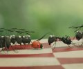 Minuscule - La vallée des fourmis perdues