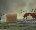 Minuscule - La vallée des fourmis perdues